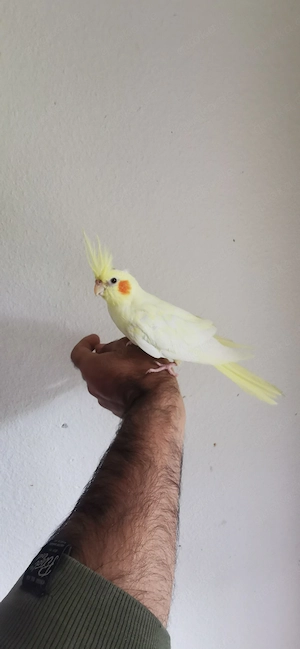 weiblich Nymphensittich 
