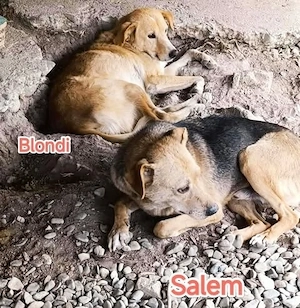 Salem wartet sehnsüchtig auf dich Bild 3