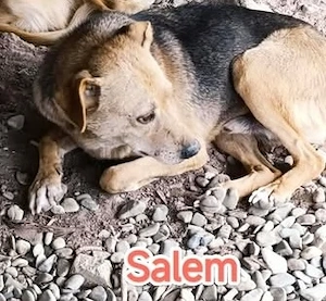 Salem wartet sehnsüchtig auf dich Bild 2
