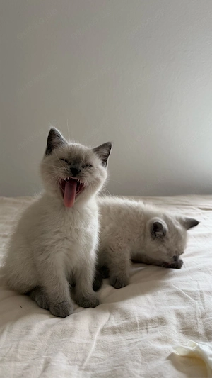 BKH Kitten in blue point zu verkaufen (britisch kurzhaar kitten) 