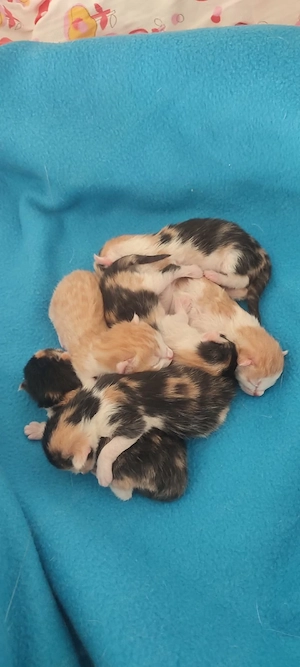 Katzenbabys 01.05.2026