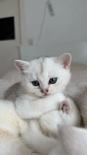 BKH Kitten in silver golden shaded tabby zu verkaufen 