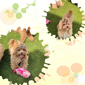  Mini Maltipoo Welpen   