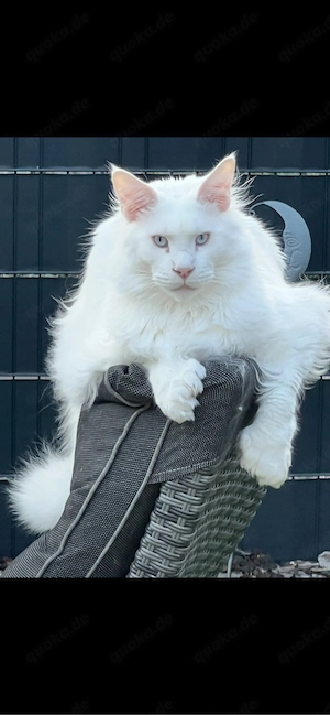 Maine Coon 