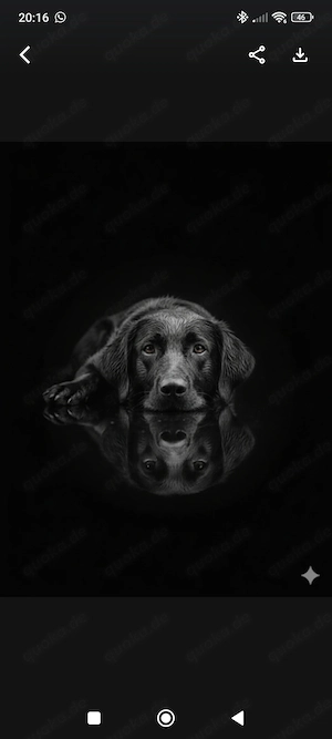 Labrador Rottweiler mix
