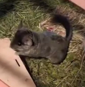2 Chinchilla-Damen suchen ein neues Zuhause