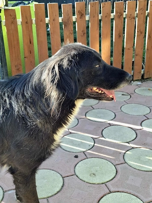 Bounty   Freundlicher Riese mit Herz und Charakter  Bild 10