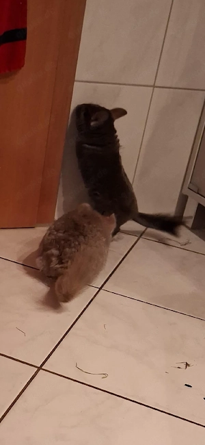 2 Chinchilla-Damen suchen ein neues Zuhause Bild 4