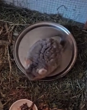 2 Chinchilla-Damen suchen ein neues Zuhause Bild 2