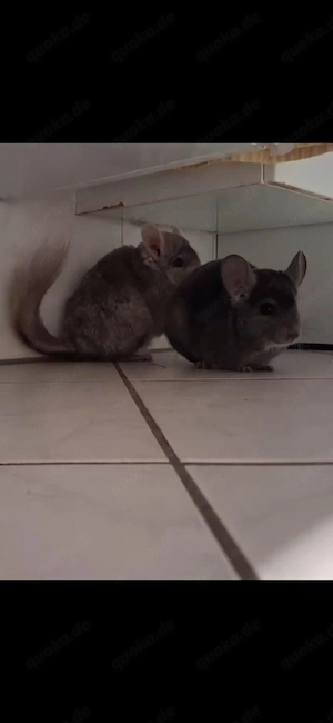 2 Chinchilla-Damen suchen ein neues Zuhause Bild 3