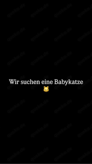 wir suchen eine babykatze