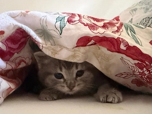 baby kitten 