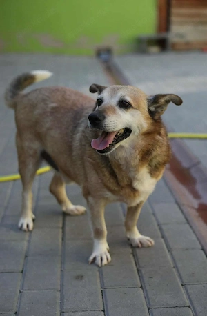 Otto   kleiner Charakterhund sucht ruhiges Zuhause 