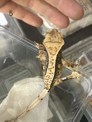 Kronegecko Jungtiere 