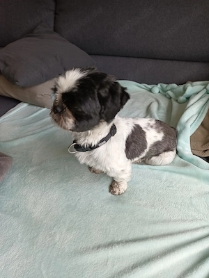 Shih Tzu Hündin 2,5 Jahre