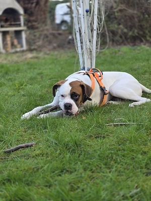 Boxer Rüde 