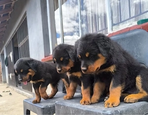 Rottweiler Welpen