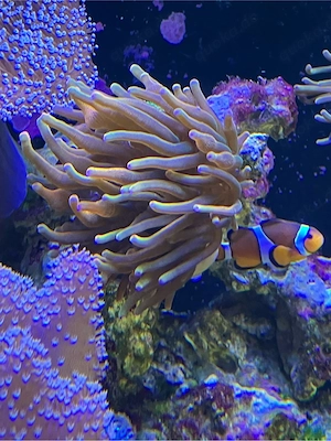 Entacmaea Quadricolor Sunburst