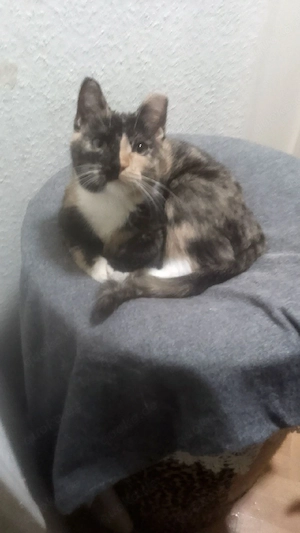 6 Monate alte ruhige katze in gute Hände abzugeben