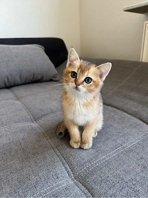 Gold shaded Bkh Kitten 
