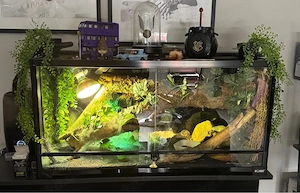 Terrarium Leopardengekos