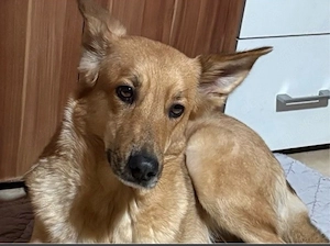 Neues Zuhause als Einzelhund gesucht 