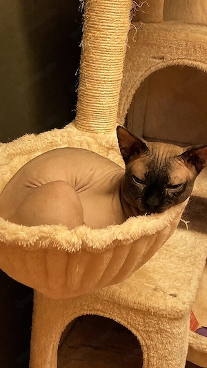 Kater sucht ein neues Zuhause