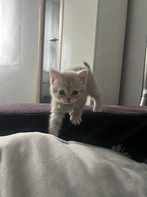 BKH Kitten suchen ein liebevolles Zuhause  Bild 2