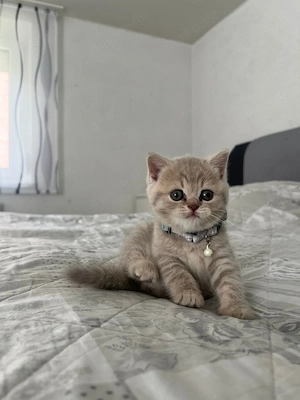 BKH Kitten suchen ein liebevolles Zuhause  Bild 5
