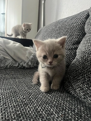 BKH Kitten suchen ein liebevolles Zuhause  Bild 3