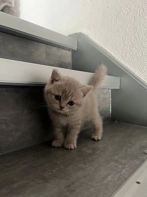 BKH Kitten suchen ein liebevolles Zuhause  Bild 4