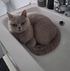 BKH Kitten suchen ein liebevolles Zuhause  Bild 7