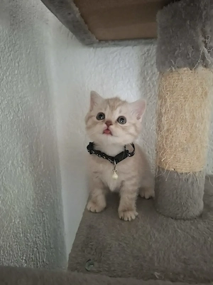 BKH Kitten suchen ein liebevolles Zuhause  Bild 6