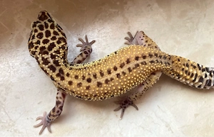 Cipher het. TA Leopardgecko Weibchen