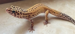 Cipher het. TA Leopardgecko Weibchen