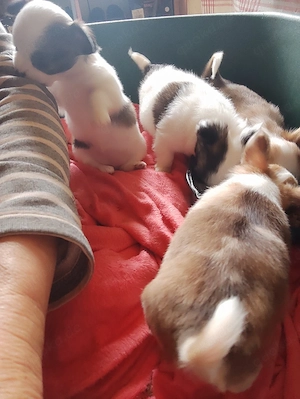 Habe Polonka Chihuahua Hündin sie hat zwei welben bekommen 