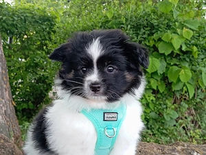 Wunderschöner Papillon Pomchi Mix Welpe