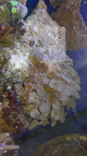Krustenanemonen Kolonie