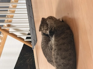 Bkh mix und sf mix-2 Kater kastriert 2,5 und 2,0 Jahre alt 