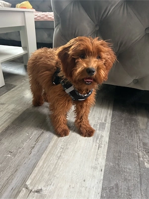 Maltipoo Hündin 