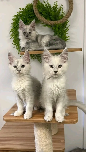   Wunderschöne Maine-Coon-Kätzchen   12 Wochen alt  