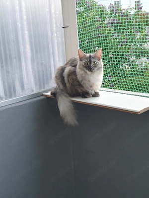 Maine Coon Dame 