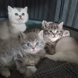 BKH Britisch Kurzhaar Kitten ,3Jungen noch frei. 