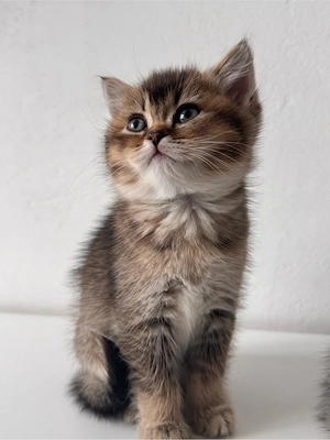 Wunderschöne Britisch Kurzhaar Kitten suchen ein liebevolles Zuhause 