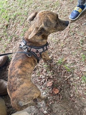 Kleiner Brindle Chihuahua Terrier Mix Rüde sucht Hündin