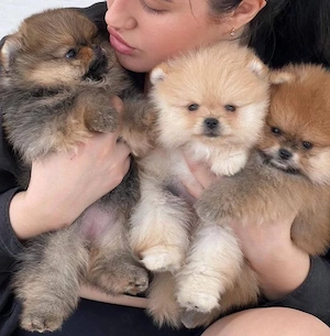 pomeranian mini Zwergspitz welpen Bild 2