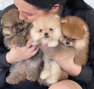 Pomeranian mini Zwergspitz welpen