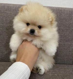 pomeranian mini Zwergspitz welpen Bild 4