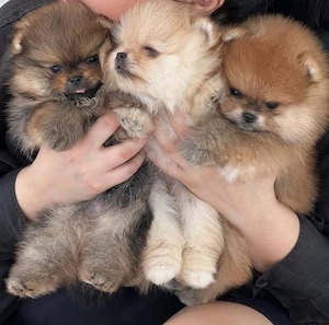 pomeranian mini Zwergspitz welpen