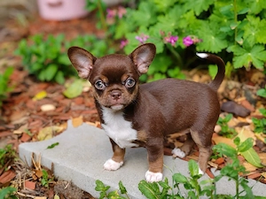 *Kräftiger schoko kh. Chihuahua Rüde Welpe ist noch frei mit Ahnentafel*